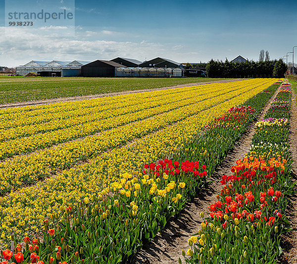 Europa Blume Landschaft Feld Tulpe Narzisse Niederlande