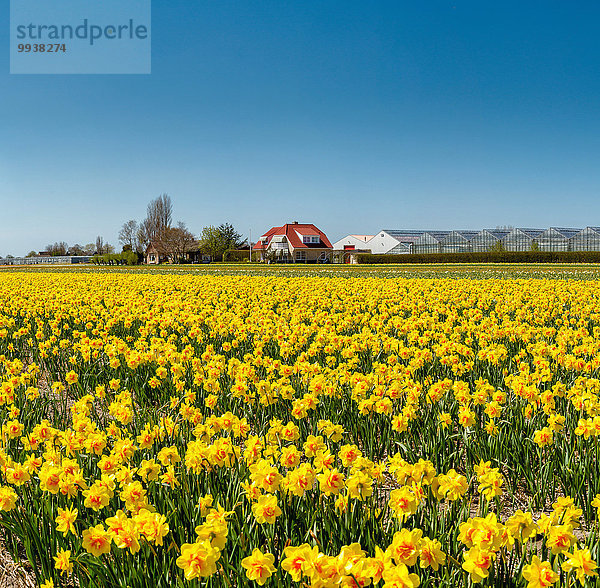 Europa Blume Landschaft Feld Narzisse Niederlande