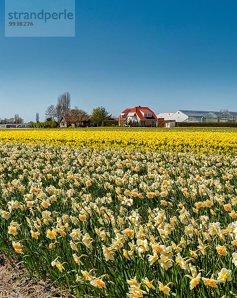 Europa Blume Landschaft Feld Narzisse Niederlande