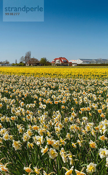 Europa Blume Landschaft Feld Narzisse Niederlande