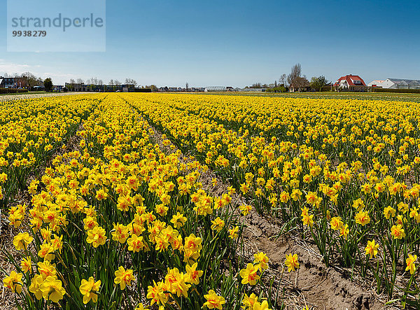 Europa Blume Landschaft Feld Narzisse Niederlande