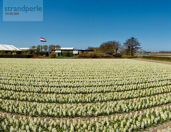 Hyazinthe hyacinthus orientalis Europa Blume Landschaft Feld Niederlande