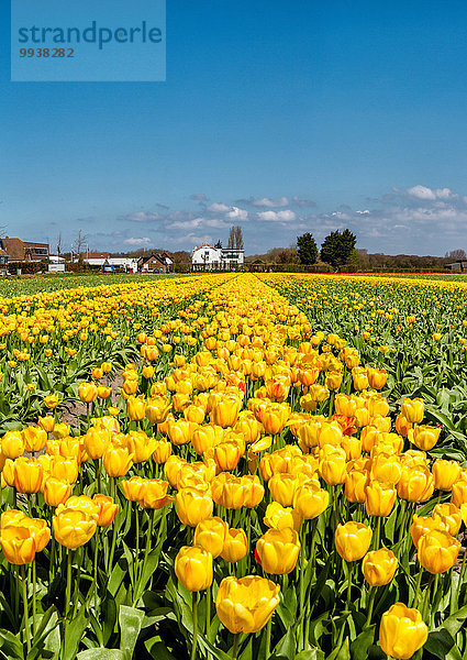 Europa Blume Landschaft Feld Tulpe Niederlande