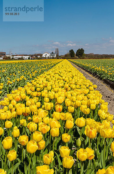 Europa Blume Landschaft Feld Tulpe Niederlande