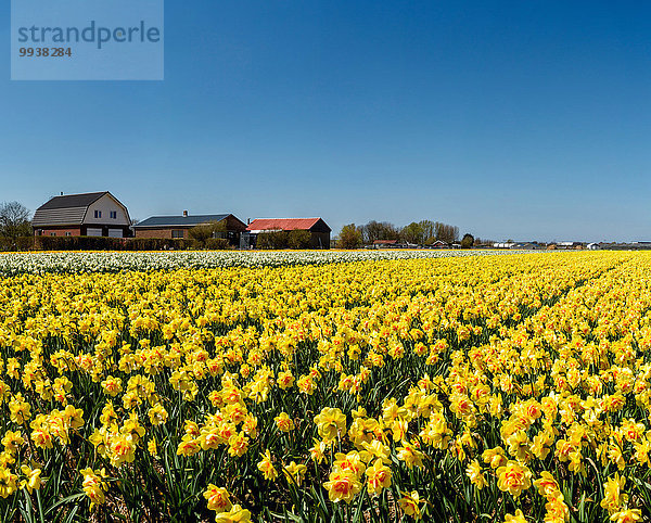 Europa Blume Landschaft Feld Narzisse Niederlande