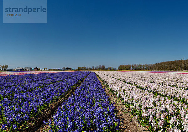 Hyazinthe hyacinthus orientalis Europa Blume Landschaft Feld Niederlande