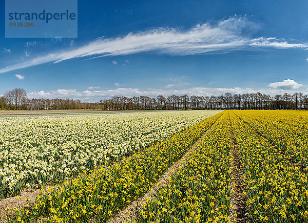 Europa Blume Landschaft Feld Narzisse Niederlande