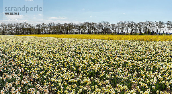 Europa Blume Landschaft Feld Narzisse Niederlande