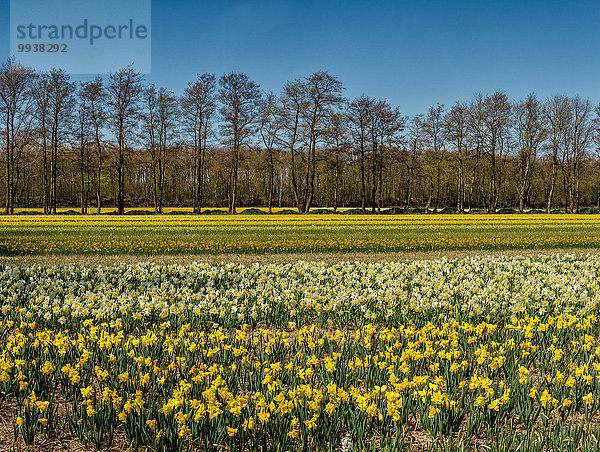 Europa Blume Baum Landschaft Feld Narzisse Niederlande