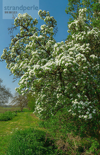 Obstbaum Europa Blume Baum Landschaft Blüte Niederlande