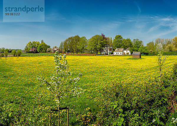 Europa Blume Landschaft Feld Wiese Löwenzahn Niederlande