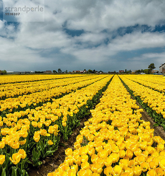 Europa Blume Landschaft Tulpe Niederlande