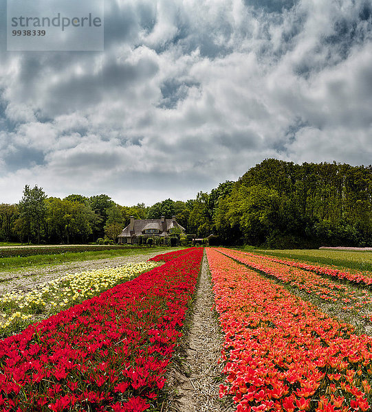 Europa Blume Landschaft Tulpe Niederlande