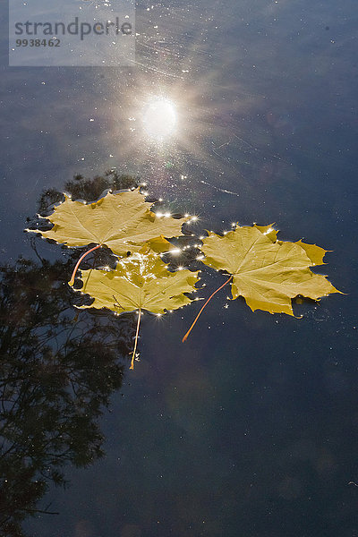 Wasser Europa gelb Pflanzenblatt Pflanzenblätter Blatt Herbst Sonnenstrahl glitzern Gegenlicht Bayern Deutschland Ahorn Sonne