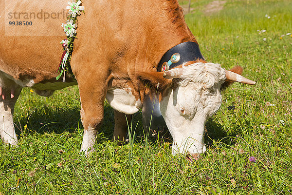 Hausrind Hausrinder Kuh Europa Tradition Wiese Gras Bayern Glocke Berchtesgaden Deutschland Oberbayern
