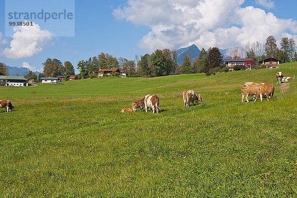 Hausrind Hausrinder Kuh spannen Europa Tradition Rind Bayern Berchtesgaden Deutschland Oberbayern