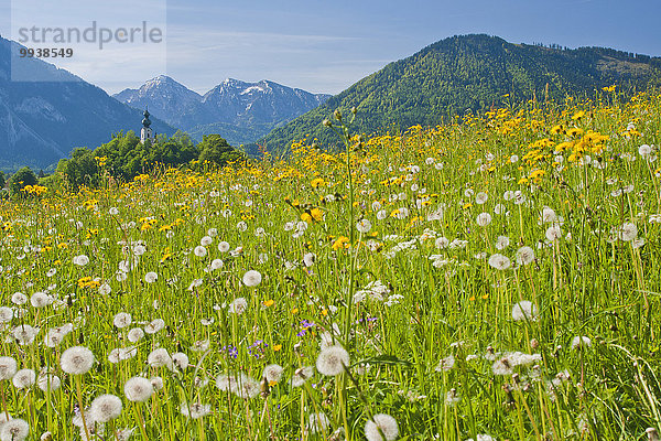 Blumenwiese Panorama Europa Berg Alpen Bayern Chiemgau Deutschland Oberbayern