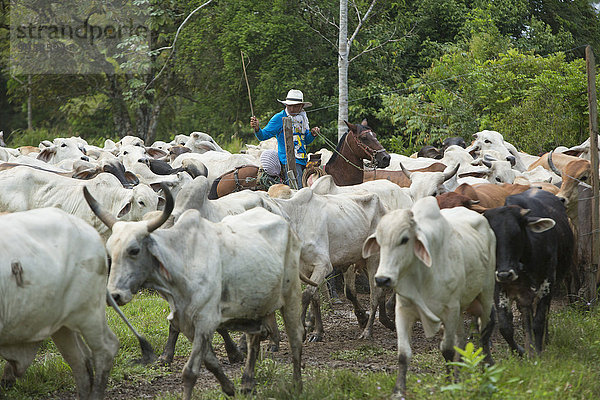 Rind lateinamerikanisch Gaucho Rinderzüchter Kolumbien Südamerika