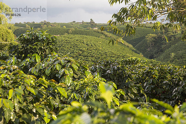 grün Landwirtschaft Kaffee lateinamerikanisch Kolumbien Südamerika