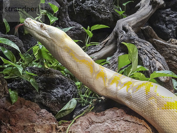 Vereinigte Staaten von Amerika USA Amerika Albino Raubtier Südostasien Pythonschlange Reptilie Texas