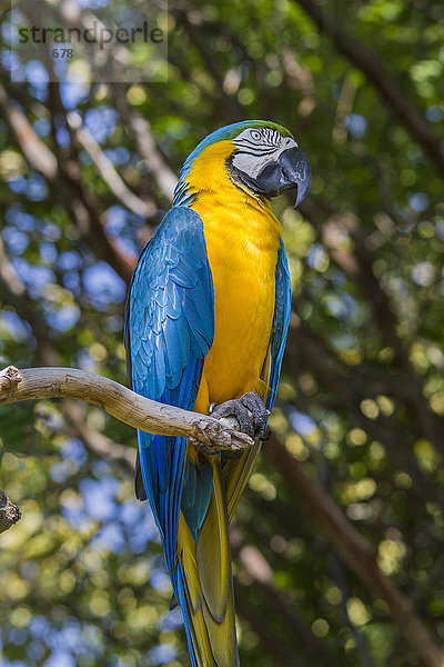 Vereinigte Staaten von Amerika USA Gelbbrustara Ararauna Ara ararauna Amerika gelb Pflanzenfresser blau Vogel Mittelamerika Gold Papagei Ara Südamerika Texas