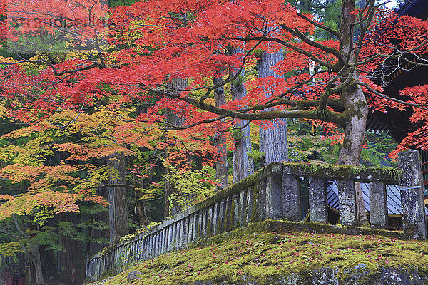 Farbaufnahme Farbe Baum niemand Reise Geschichte Herbst rot Komplexität Tourismus Asien Japan Schrein