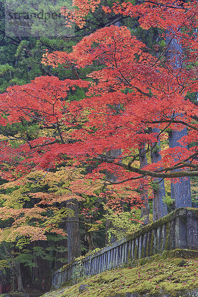 Farbaufnahme Farbe Baum niemand Reise Geschichte Herbst rot Komplexität Tourismus Asien Japan Schrein