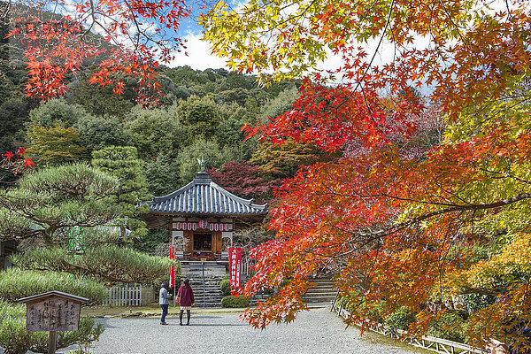 Ruhe Landschaft Reise bunt Stille Herbst Tourismus Asien Allee Japan Kyoto