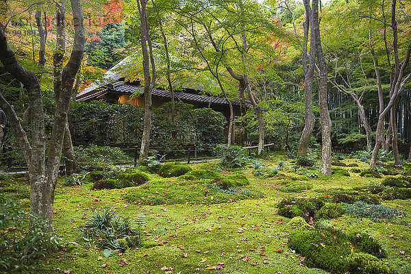 Landschaft grün niemand Reise Garten Tourismus Asien Japan Kyoto Moos