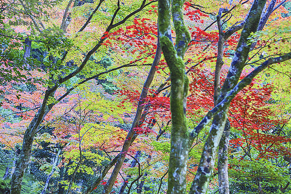 Baum Landschaft niemand Reise bunt Tourismus Asien Japan japanisch Kyoto