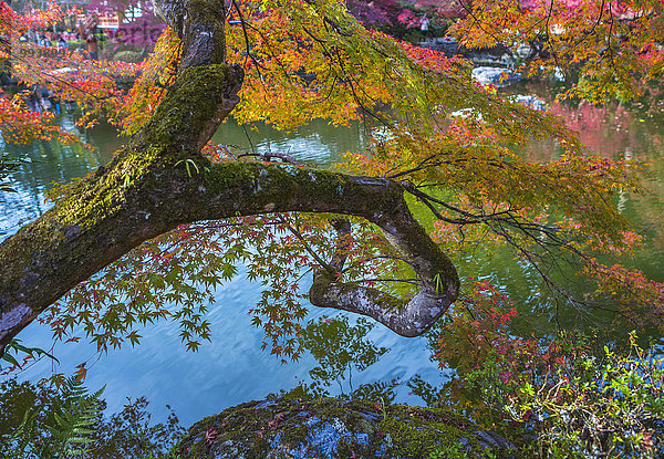 Baum Landschaft niemand Reise Spiegelung bunt rot Tourismus Asien Japan japanisch Kyoto Teich