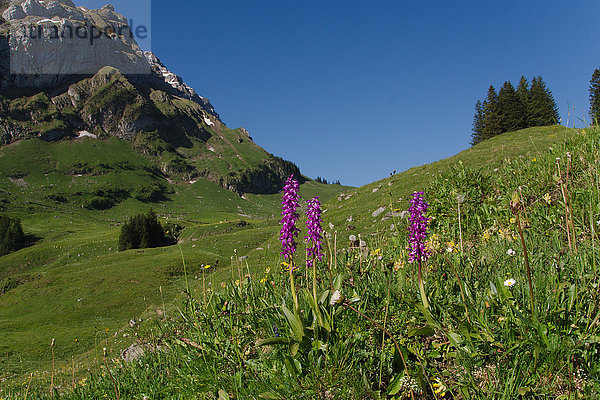 Europa Blume Alpen Orchidee Schweiz