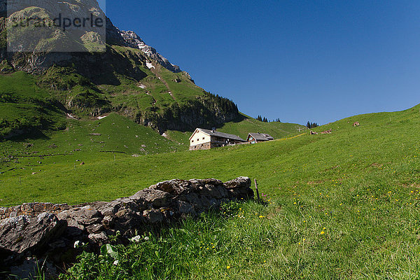 Europa Blume Alpen Steinmauer Schweiz