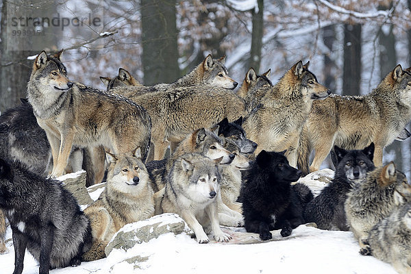 Grauwolf Canis lupus pambasileus Wolf Canis lupus Europa Tier Raubtier Hund Deutschland