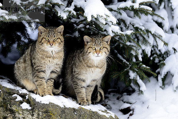 Wildkatze Felis silvestris Europa Winter Tier Katze Raubtier Raubkatze Deutschland