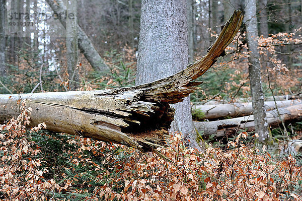 Europa Baum Wald Holz beschädigt Fichte Windbrecher Borkenkäfer Deutschland