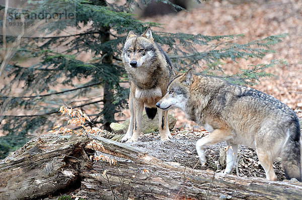 Grauwolf Canis lupus pambasileus Wolf Canis lupus Europa Tier Wald Holz Raubtier 2 Hund Deutschland