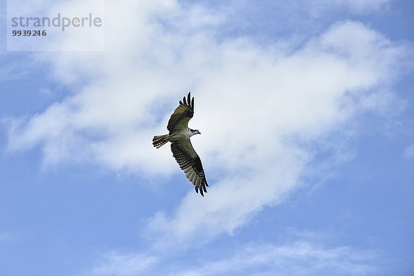 Vereinigte Staaten von Amerika USA Fischadler Pandion haliaetus fliegen fliegt fliegend Flug Flüge Feuchtgebiet Florida voll
