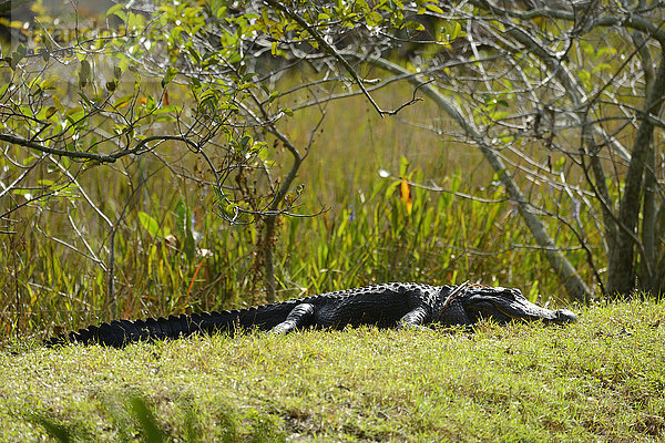 Vereinigte Staaten von Amerika USA Mississippi-Alligator Hechtalligator Alligator mississippiensis Tier Feuchtgebiet Alligator Florida
