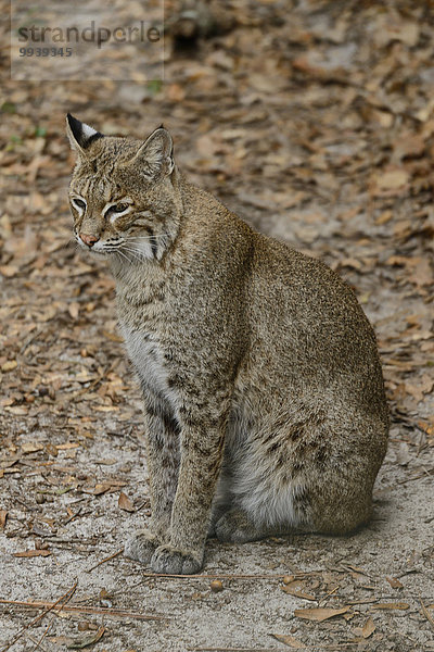 Vereinigte Staaten von Amerika USA Rotluchs Lynx rufus Alaska Panhandle Florida Tallahassee