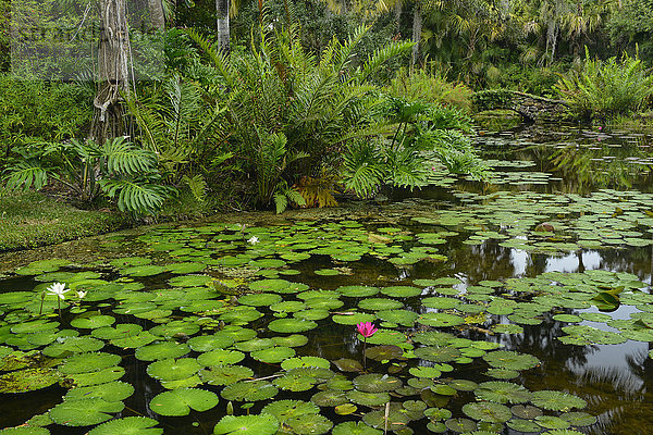 Vereinigte Staaten von Amerika USA Botanischer Garten Botanische Florida