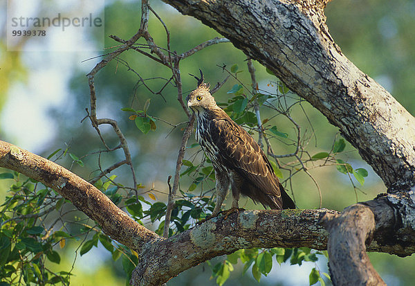 Greifvogel Tier Vogel Bussard Adler Sri Lanka