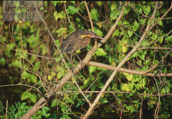 Tier Vogel Reiher Dommel Sri Lanka