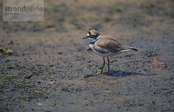 Tier Vogel Sri Lanka