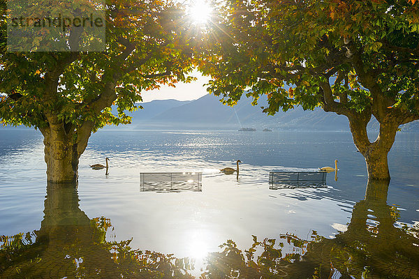 zwischen inmitten mitten Baum Sitzbank Bank 3 schwimmen Schwan Flut Langensee Lago Maggiore Ascona Schweiz
