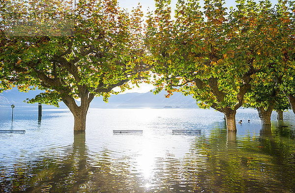 Tag Baum Sitzbank Bank Sonnenlicht Flut Langensee Lago Maggiore Ascona Schweiz