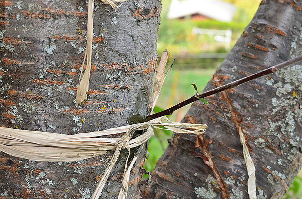 benutzen Technik Baum Kirsche Knospe ungestüm Seitenansicht Frucht Fond