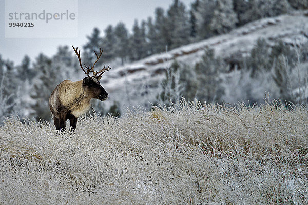 Rentier Rentiere Rangifer tarandus Winter Tier Karibu Kanada Wildtier Yukon