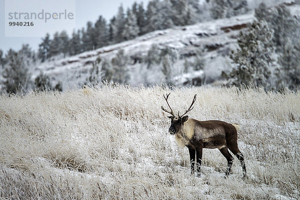 Rentier Rentiere Rangifer tarandus Winter Tier Karibu Kanada Wildtier Yukon