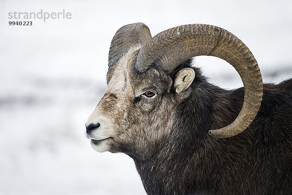 Winter Tier weiß Kanada Wildtier Yukon